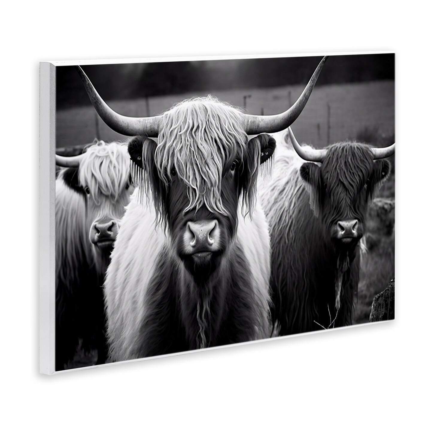 Stupell Industries Black & White Highland Cows Wall Plaque Art Design by Franklyn Gregory