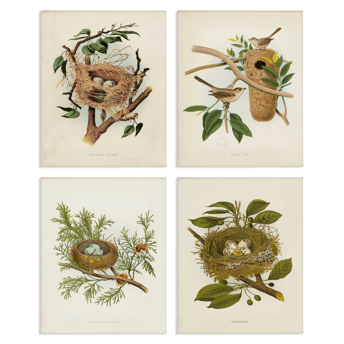 Stupell Industries Bird Nest Forest Studies 4pc Canvas Wall Art Set Design by Tina Higgins Designs, Inc.