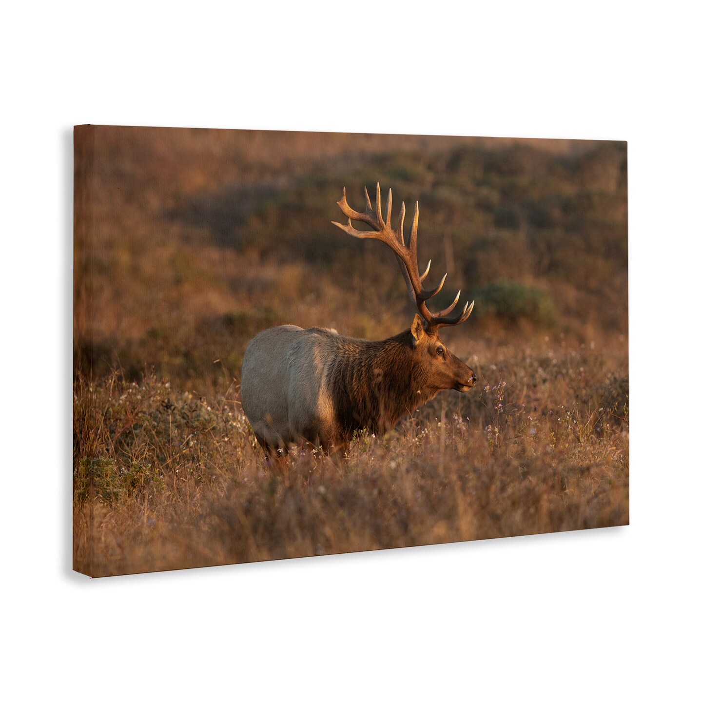 Stupell Industries Roaming Elk Photography Canvas Wall Art Design by Crystal Lynn Collins