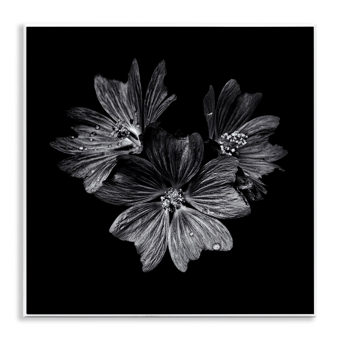 Stupell Industries Blossom Trio on Black Wall Plaque Art Design by Brian Carson