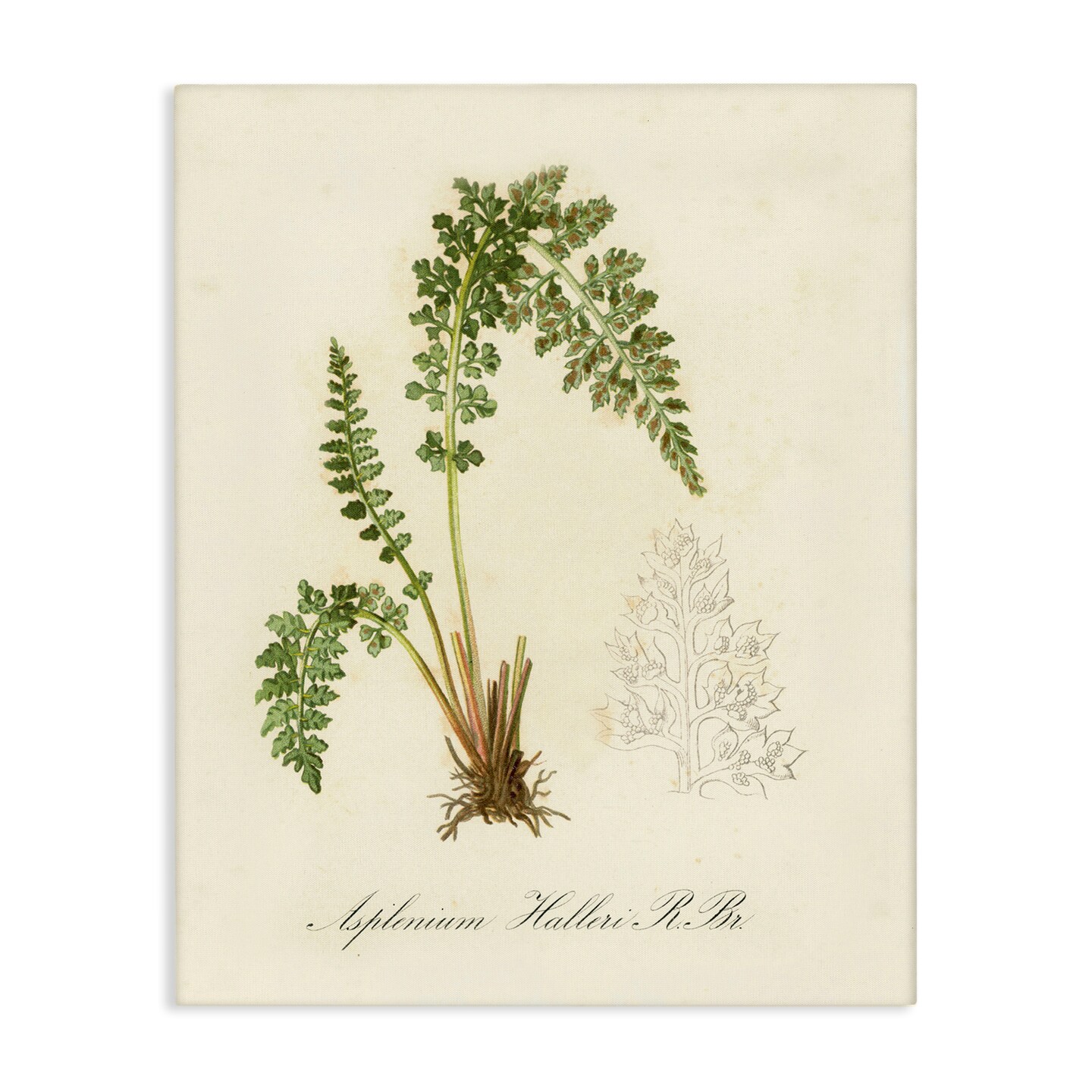 Stupell Industries Scientific Fern Study Canvas Wall Art Design by Tina Higgins Designs, Inc.