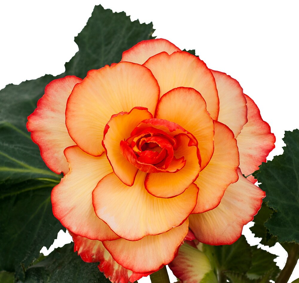 Yellow &#x26; Red Picotee Double Begonia - 2 Bulbs 7/+cm