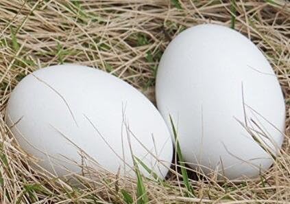 Wooden Fake Eggs,9 Pieces White Wooden Easter Egg Wood Eggs for Crafts Home Decorv