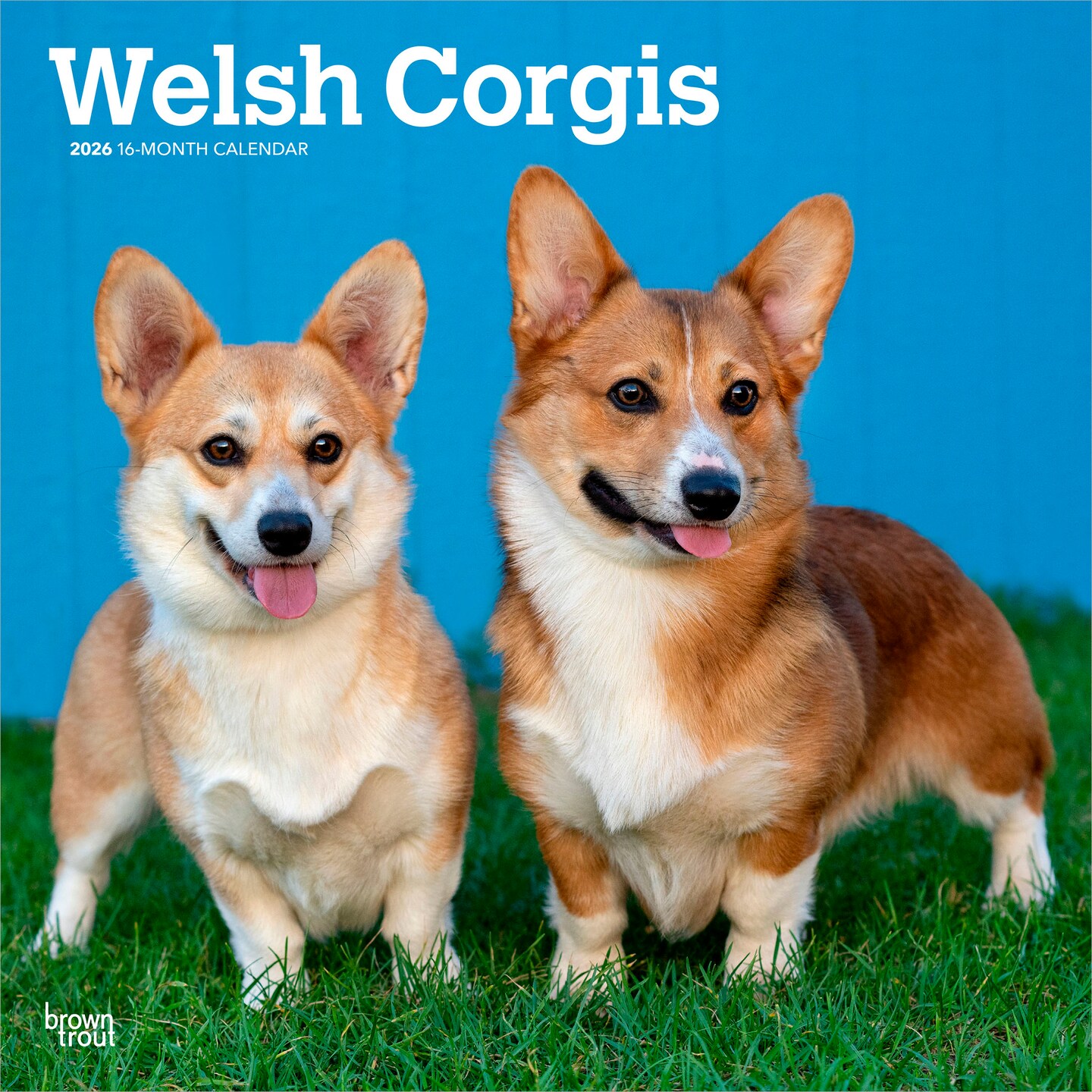 Welsh Corgis | 2026 12 x 24 Inch (Hanging) Monthly Square Wall Calendar | Plastic-Free