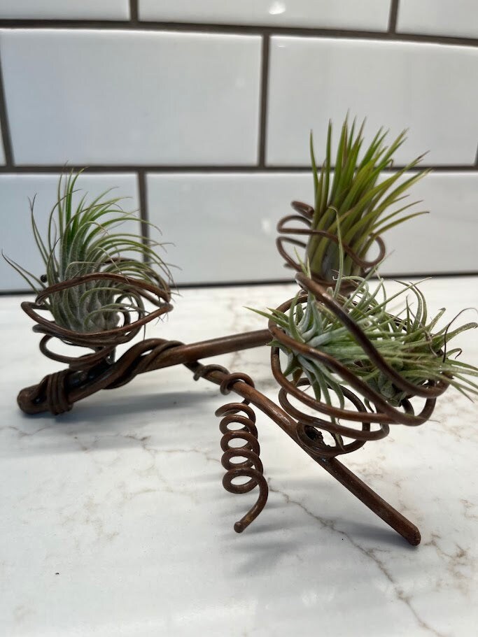 Air Plant Holder - 3 plants