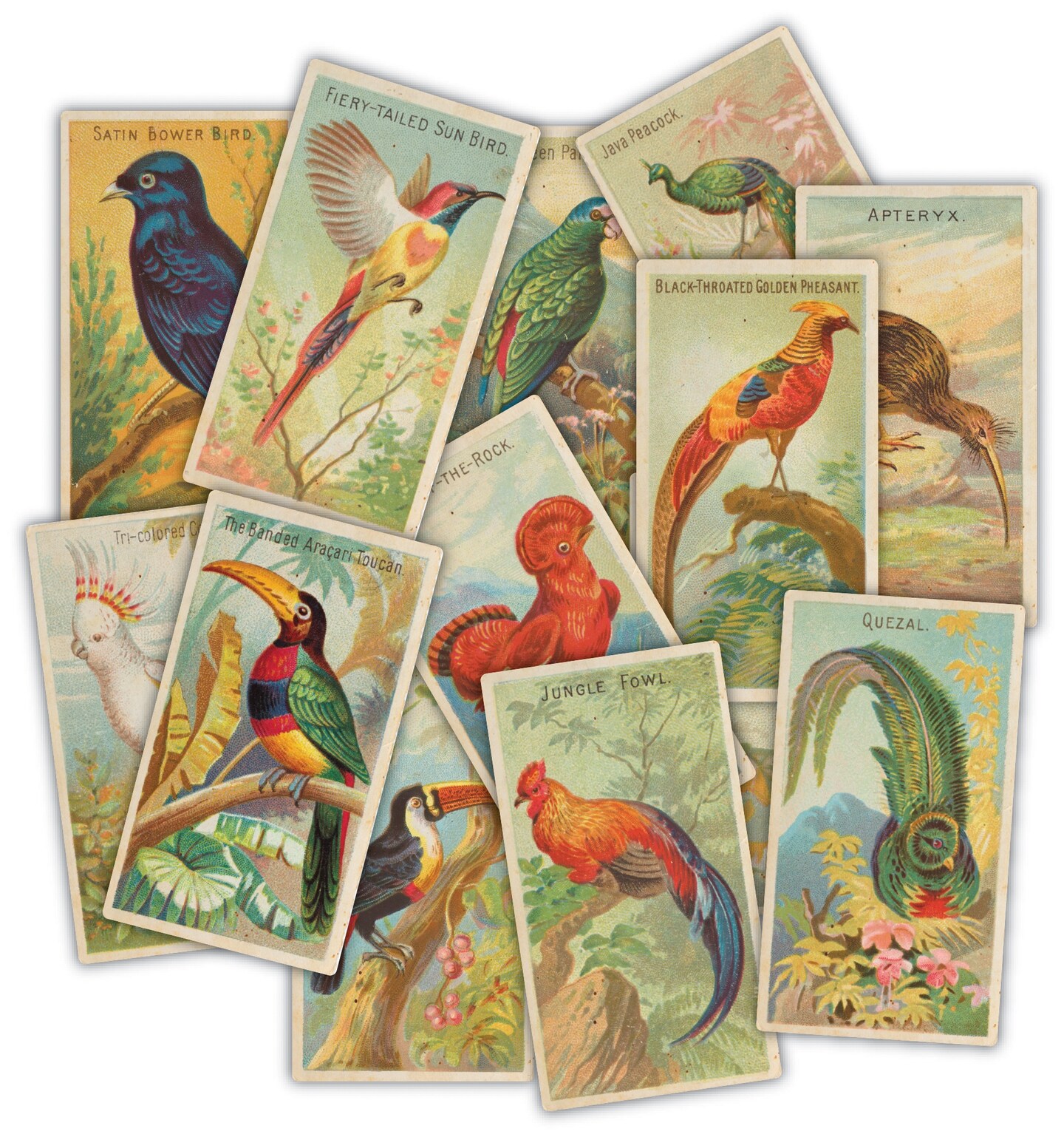 Craft Consortium Ephemera for Crafts, 30pc - Bird Themed Heavyweight Cardstock Cut Outs for Scrapbooking, Card Making, and Mixed Media Projects