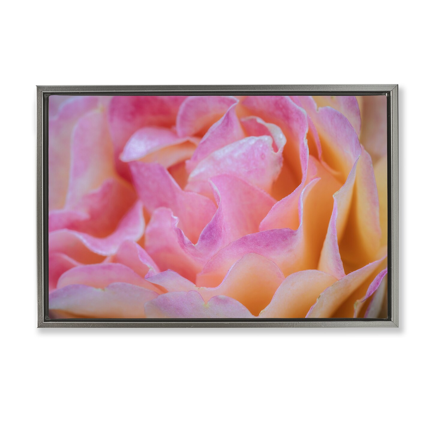 Stupell Industries Pink Floral Petals Palette Floating Frame, design by James Rodewald