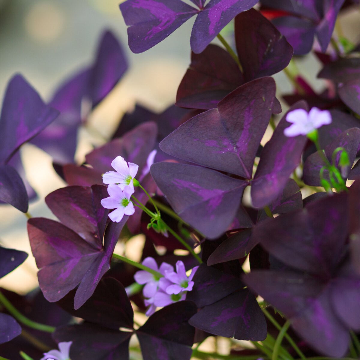 Purple Rain Shamrock - The Love Plant - Edible - Oxalis triangularis - 5 Bulbs