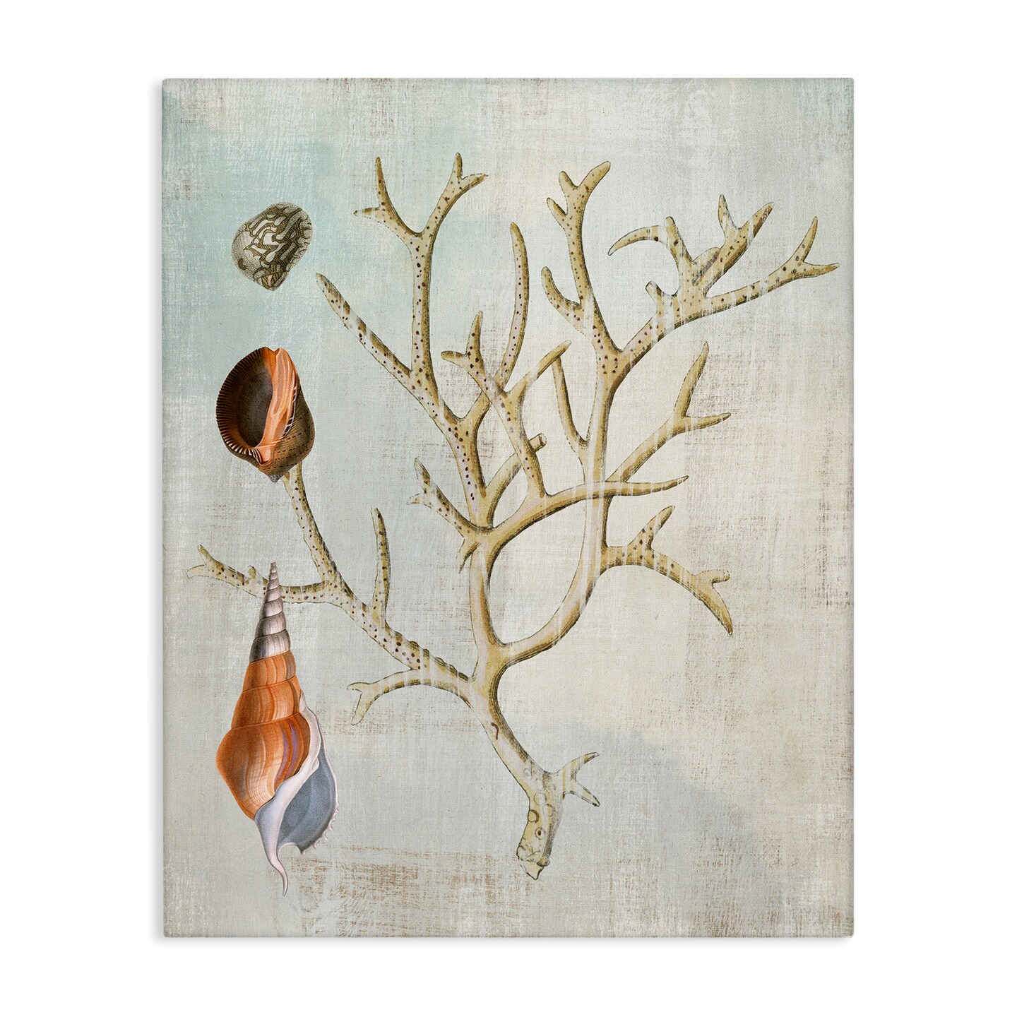 Stupell Industries Seashells and Coral Branch Canvas Design by Susan Arnot