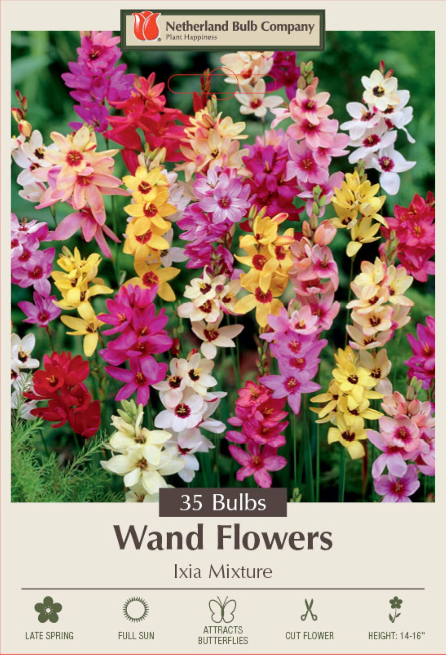 Wand Flower Mix - Ixia - Exquisite Color! - 5/+ cm Bulbs - 35 Bulbs