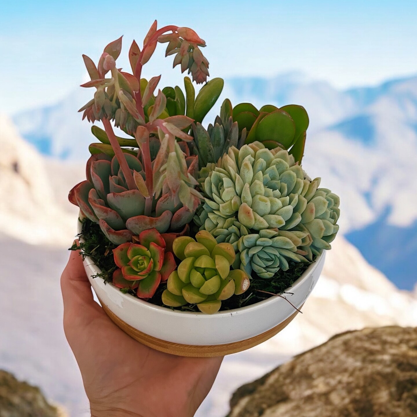 Colorful Live Succulent Arrangement | 6 inch ceramic planter with bamboo  tray | Succulent gift | MakerPlace by Michaels