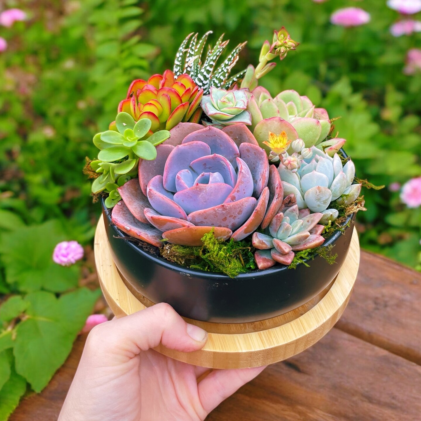 Colorful Live Succulent Arrangement | 6 inch ceramic planter with bamboo  tray | Succulent gift | MakerPlace by Michaels