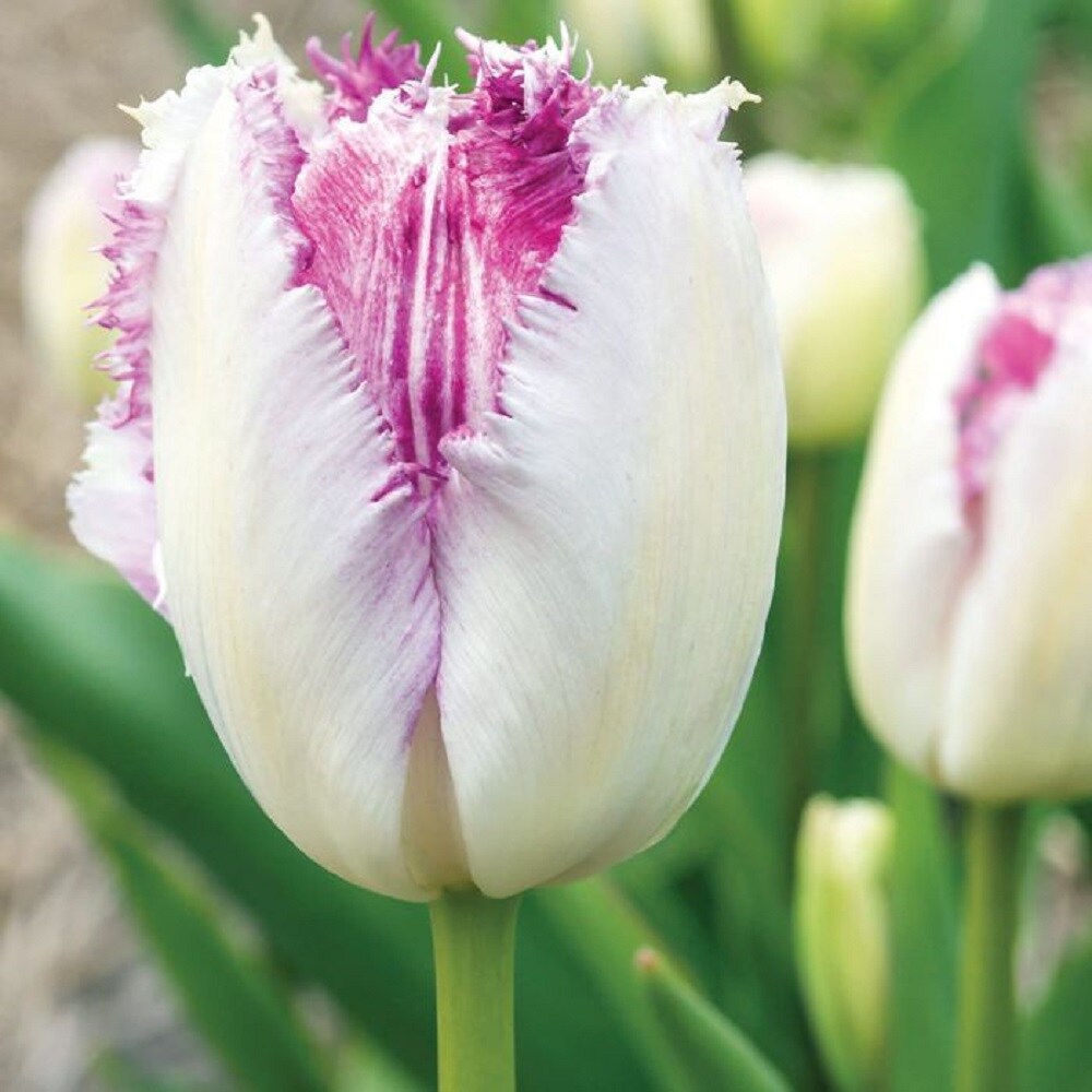 Eyelash Fringed Tulip 8 Bulbs - White/Purple - 12/+ cm Bulbs