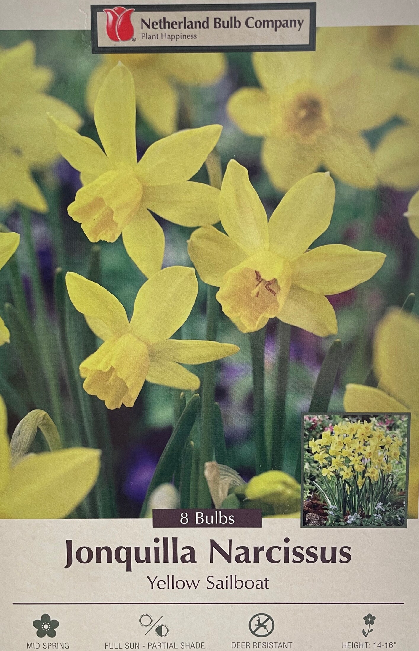 Yellow Sailboat Jonquilla Narcissus/Daffodil - 8 Bulbs - 12/14 cm Bulbs