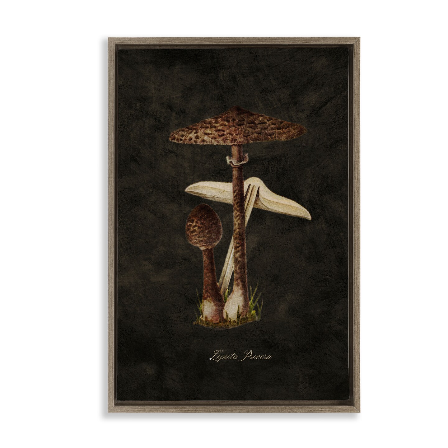 Stupell Industries Dark Woodland Mushroom Framed Floater Canvas Wall Art Design by Tina Higgins Designs, Inc.