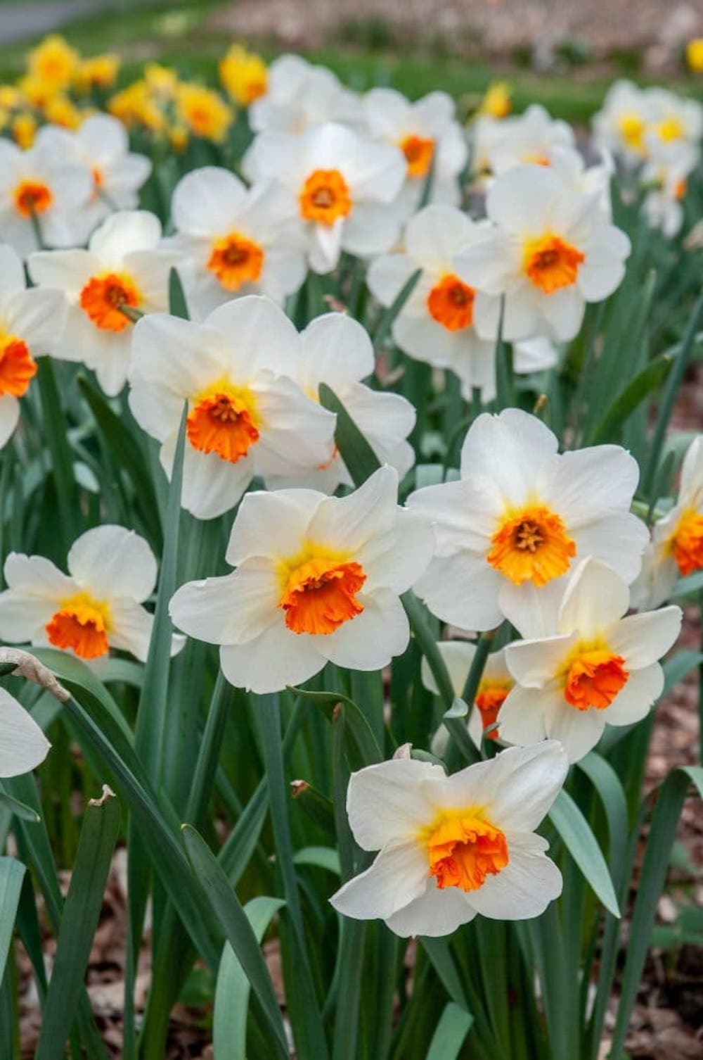 Barrett Browning Small Cupped Daffodil - 8 Bulbs - 14/16 cm