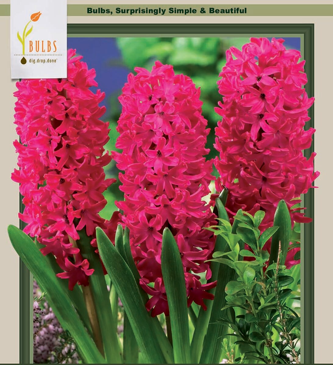 Jan Bos Hyacinth 5 Bulbs - Fragrant - 15/16 cm Bulbs