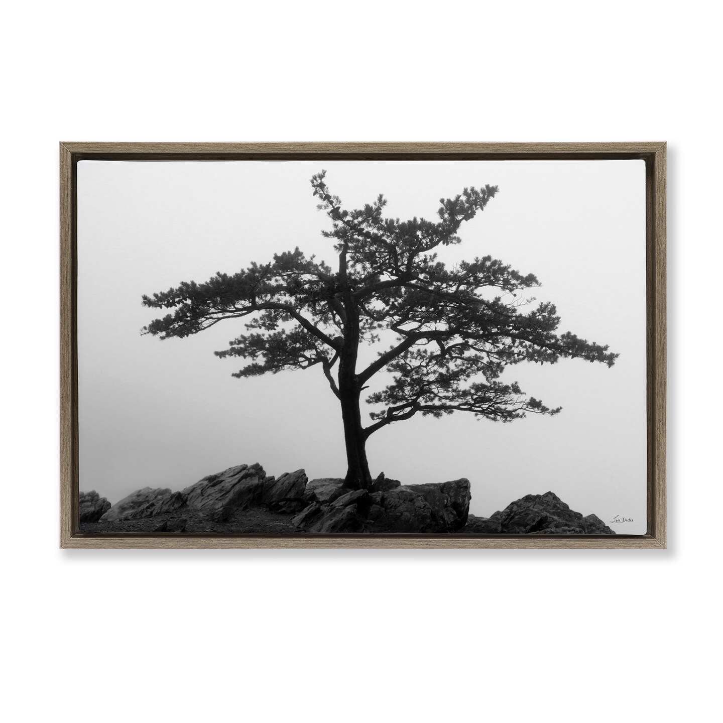 Stupell Industries Lone Tree on Rocks Framed Floater Canvas Wall Art Design by Lori Deiter