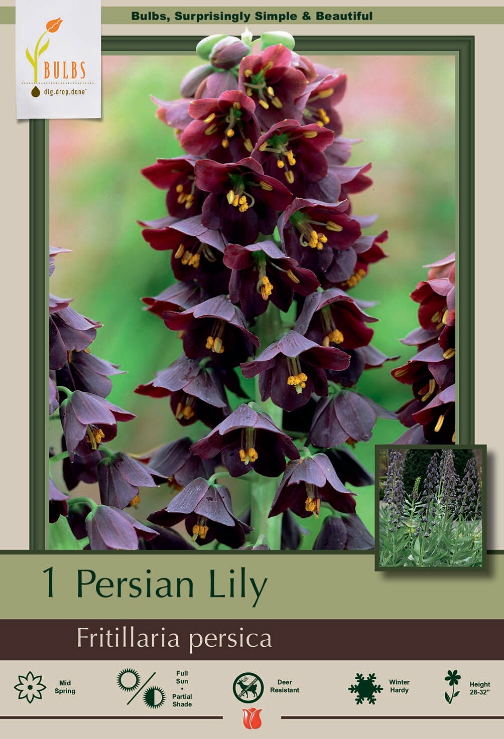 Persian Fritillaria 1 Bulb - Fritillaria persica - Persian Lily - 20/24 cm Bulb