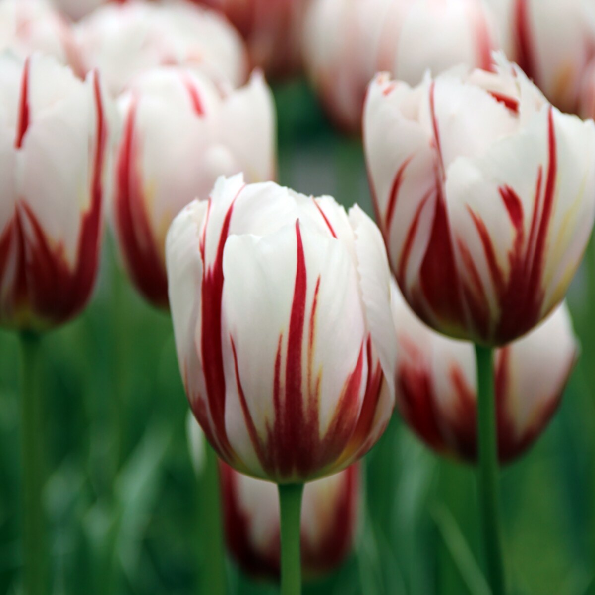 Happy Generation Triumph Tulip 8 Bulbs - Huge Flowers - 12/+ cm bulbs