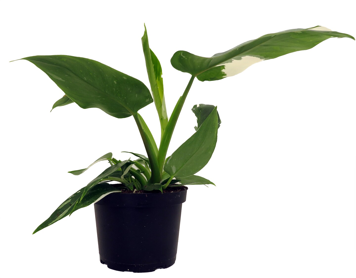 White Wizard Philodendron - 6&#x22; Pot - Collector&#x27;s Series