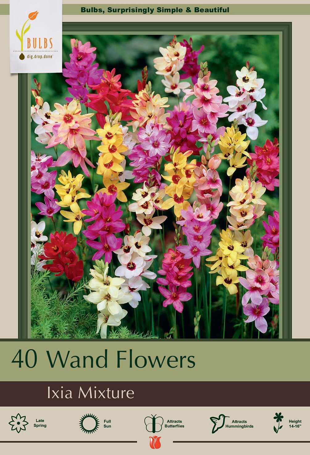 Wand Flower Mix - Ixia - 40 Bulbs - Exquisite Color! - 5/+ cm Bulbs