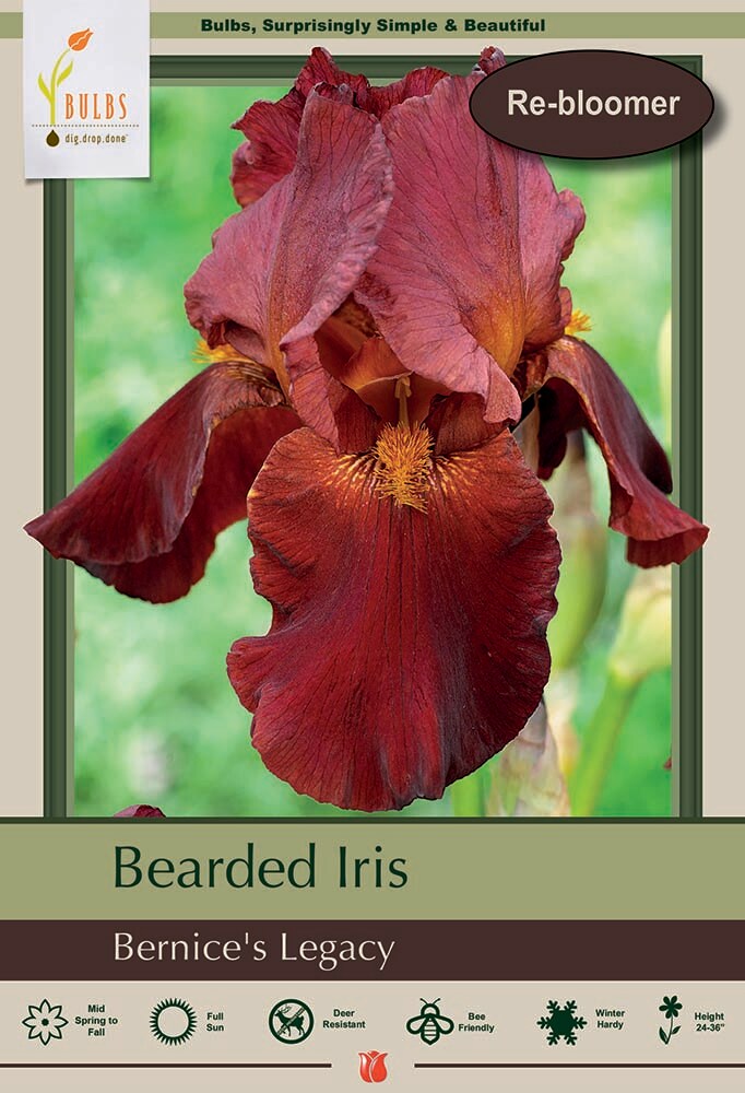 Bernice&#x27;s Legacy Bearded Iris - REBLOOMER - #1 Size Root