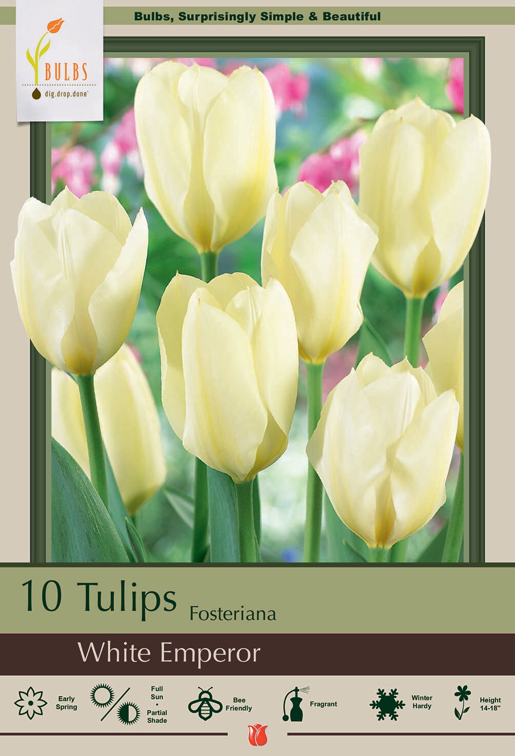 White Emperor Fosteriana 10 Tulip Bulbs - Pure White - 12/+ cm Bulbs