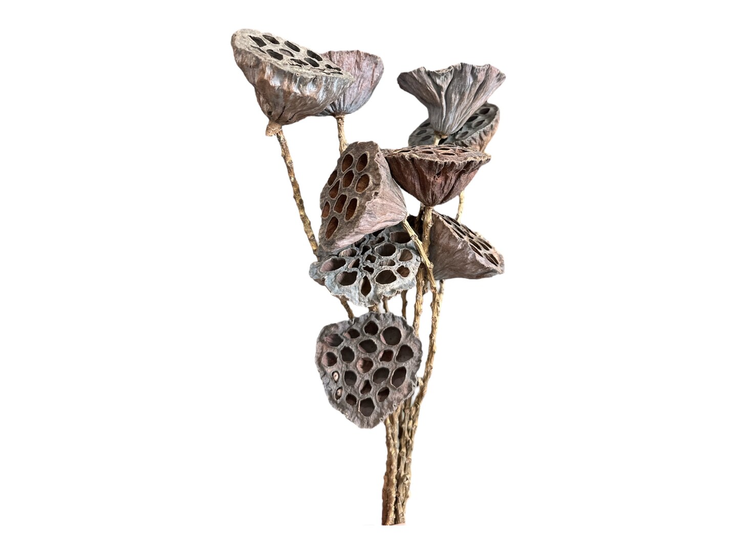 Natural Dried Lotus Pod Stems | 23.5&#x22; Craft Supply Bundle for Rustic Floral Arrangements-TT3068