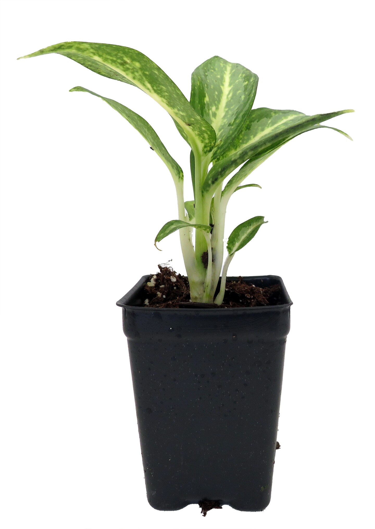 White Rain Chinese Evergreen Plant - Aglaonema - Low Light - 2.5&#x22; Pot