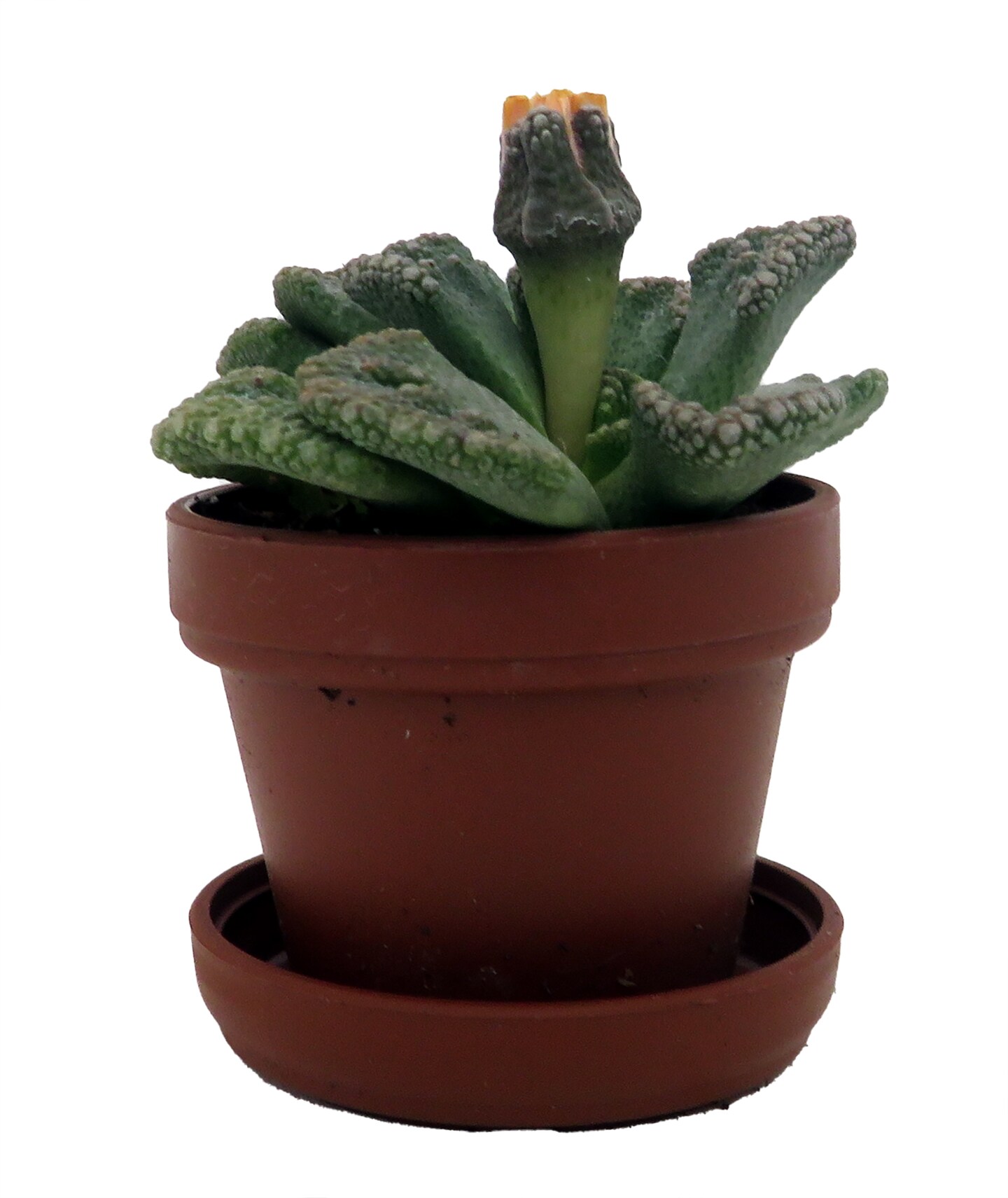 Dinosaur Foot Living Stone Plant - Titanopsis - 1" Pot - Collector's Series