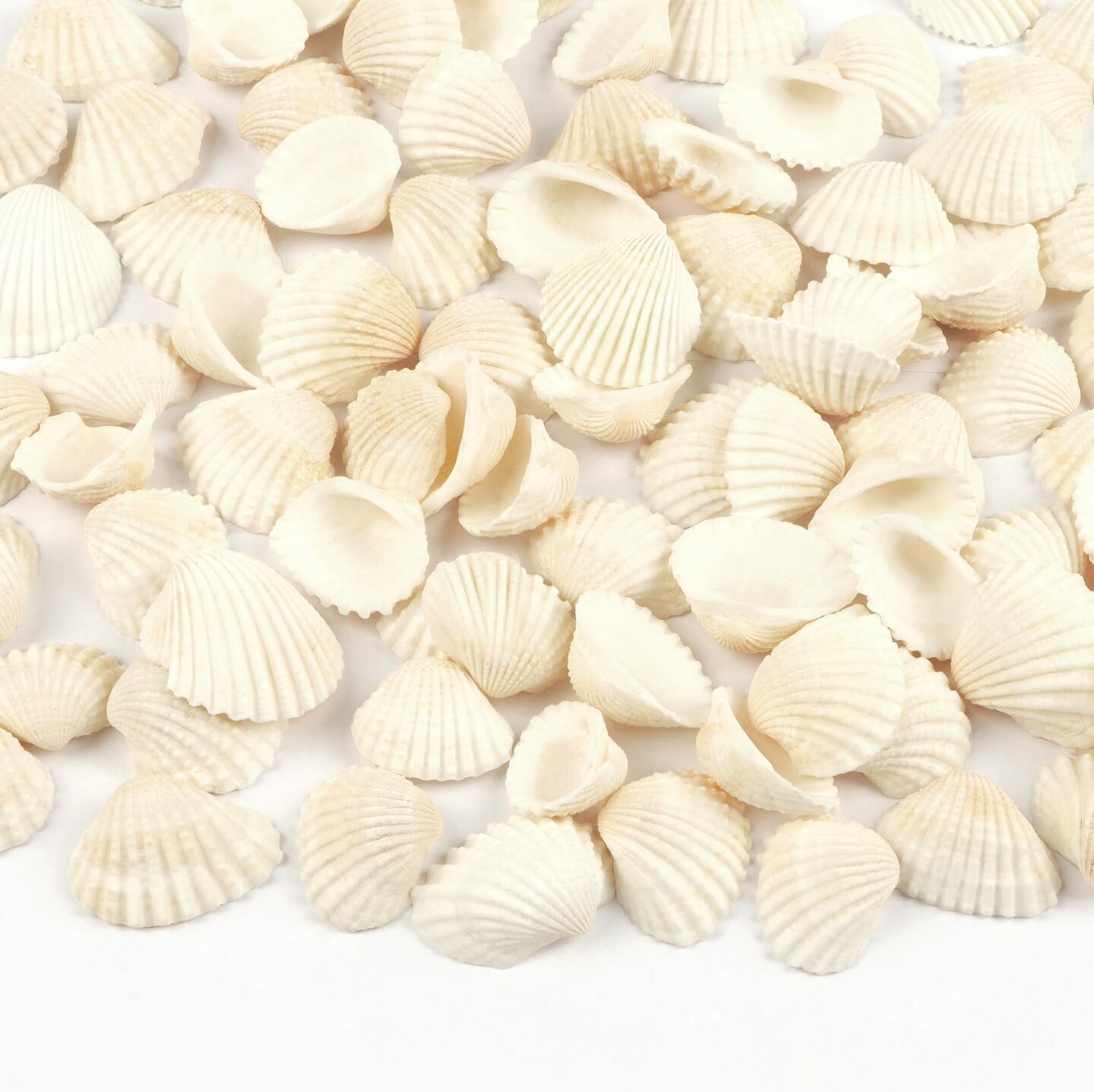 Small Sea Shells White Small Tiny Sea Shells Clam Shells Bulk Natural Scallop Shells for Home Decor Beach Theme Party Fish Tank Vase Filler