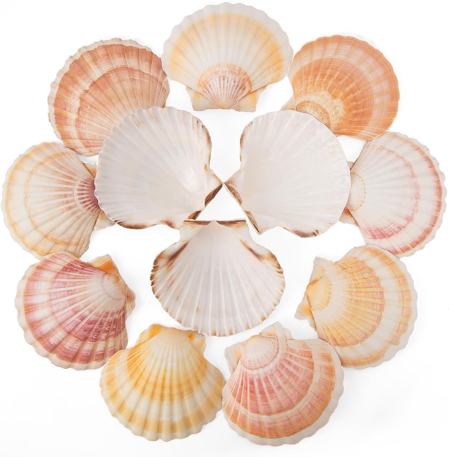 6PCS Scallop Shells 4‘’-4.5" Natural Sea Shells Yellow & Pink Hawaiian Scallop Shells for Baking DIY Craft Home Vase Fillers & Beach Wedding Party Decor (6)