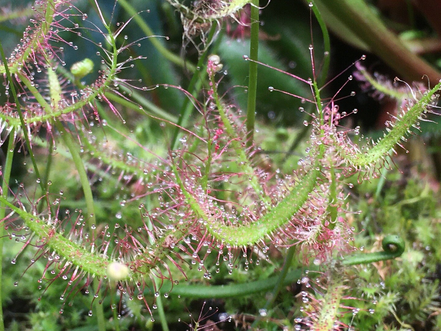Drosera binata var. binata Potted Live Rare Carnivorous Plant