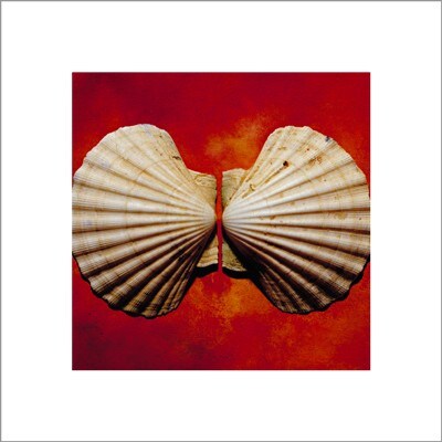 Sea Shells by Adrian Burke Wall Art D&#xE9;cor 15 3/4 x 15 3/4 Art Print