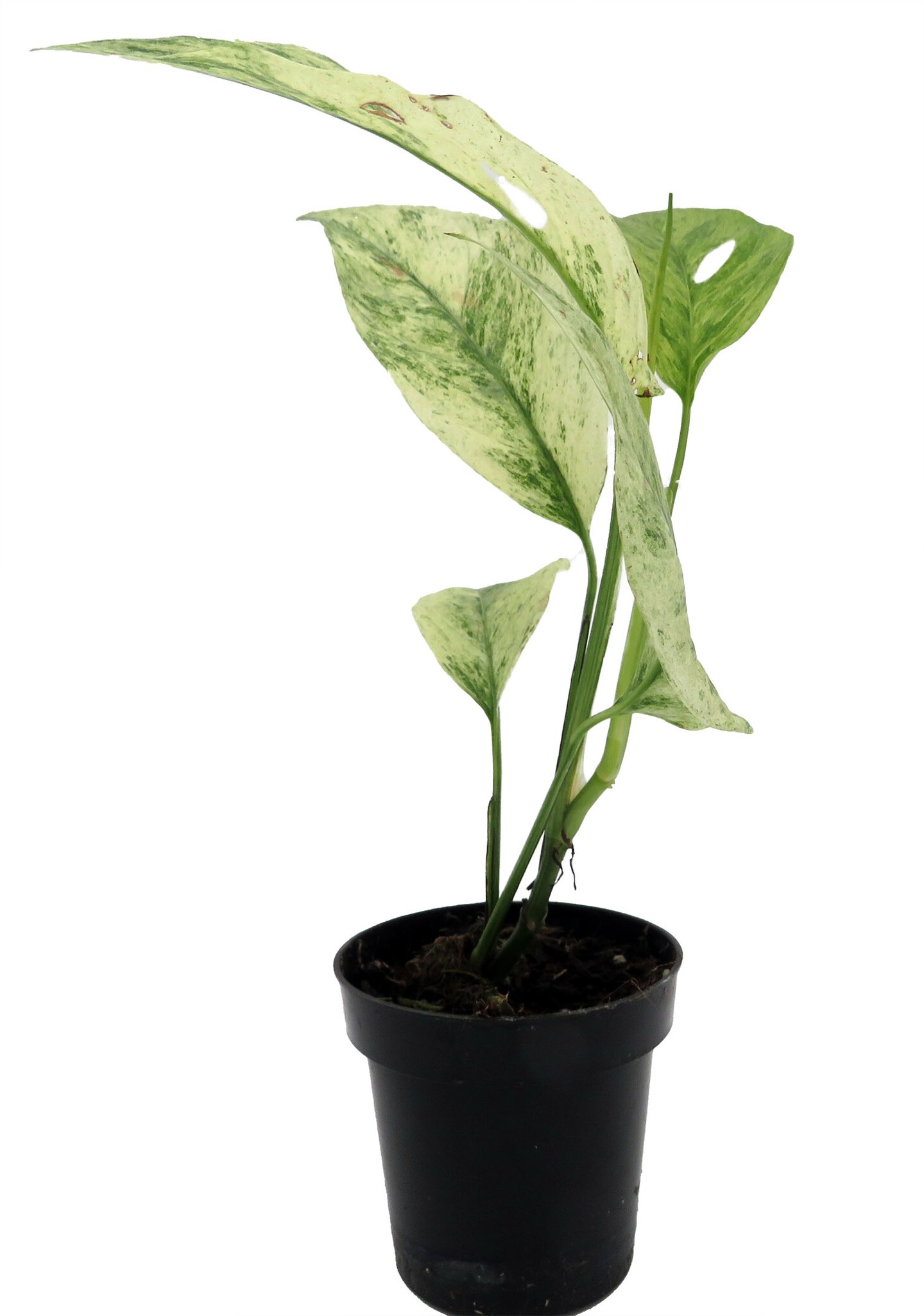 Monstera Laniata Variegated Plant- 3&#x22; Pot