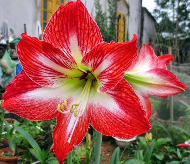 Mambo Giant Dutch Amaryllis Bulb - 34/36 cm Bulb