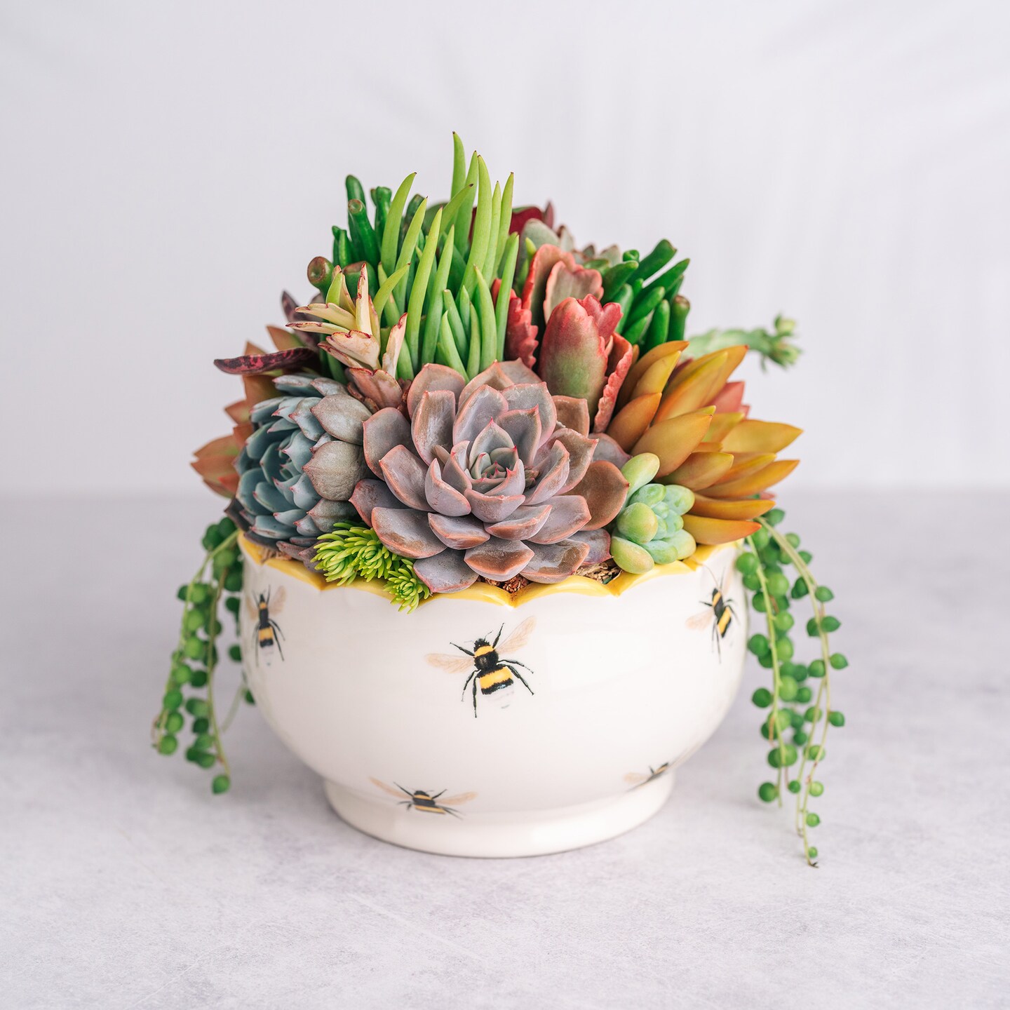 Bumble Bee Succulent Arrangement in Scalloped Ceramic Container: Living Succulent Gift for Birthdays, Celebration, House Warming