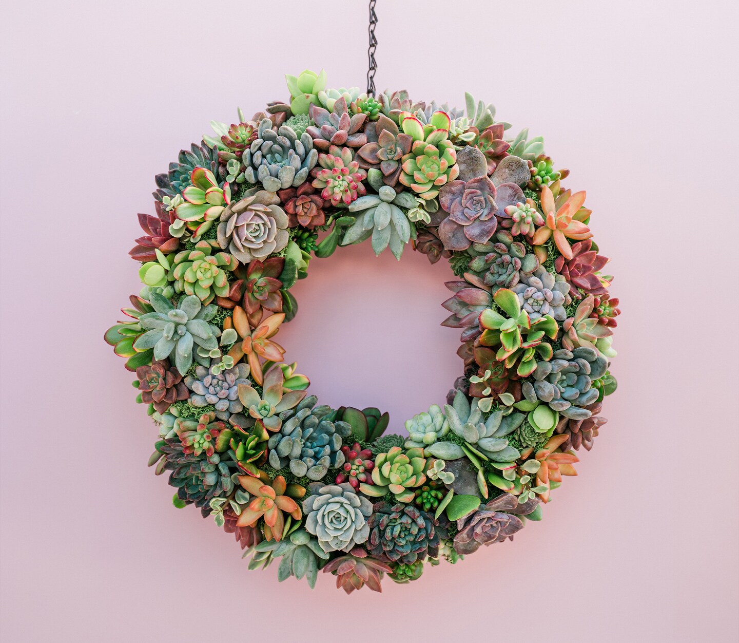 Succulent Wreath Trimmed with Living Colorful Succulents for Front Door ...