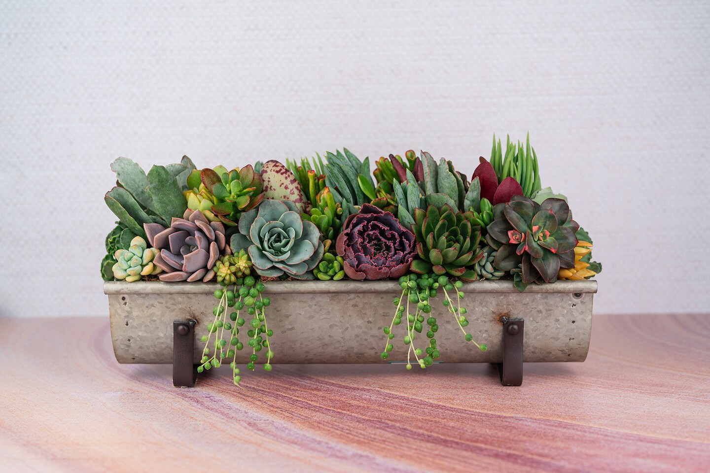 succulent image Mini Succulents (2in pots) – In Succulent Love main image 1