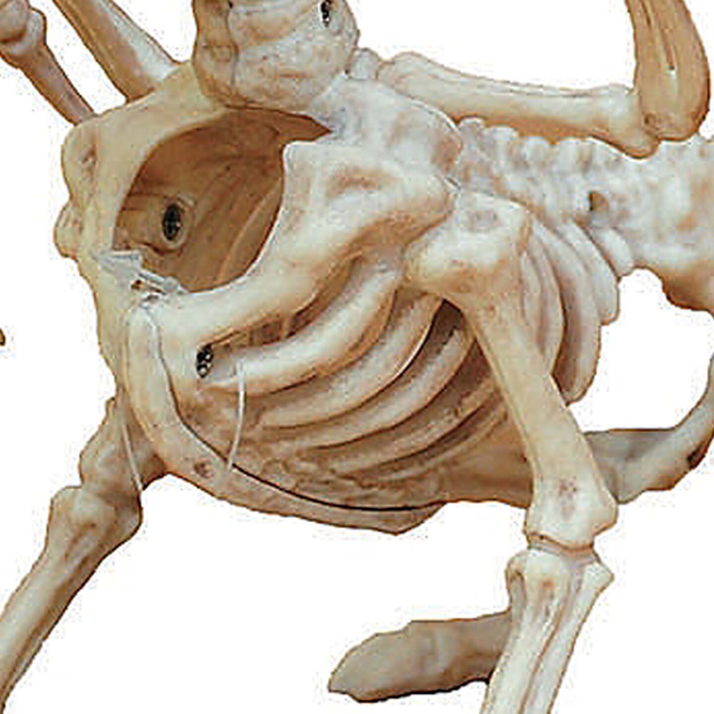 Small Dragon Skeleton Halloween Decoration for Haunted House or Party Display
