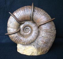 Lytoceras fimbriatum - Jurassic ammonite, Dorset, England | MakerPlace ...