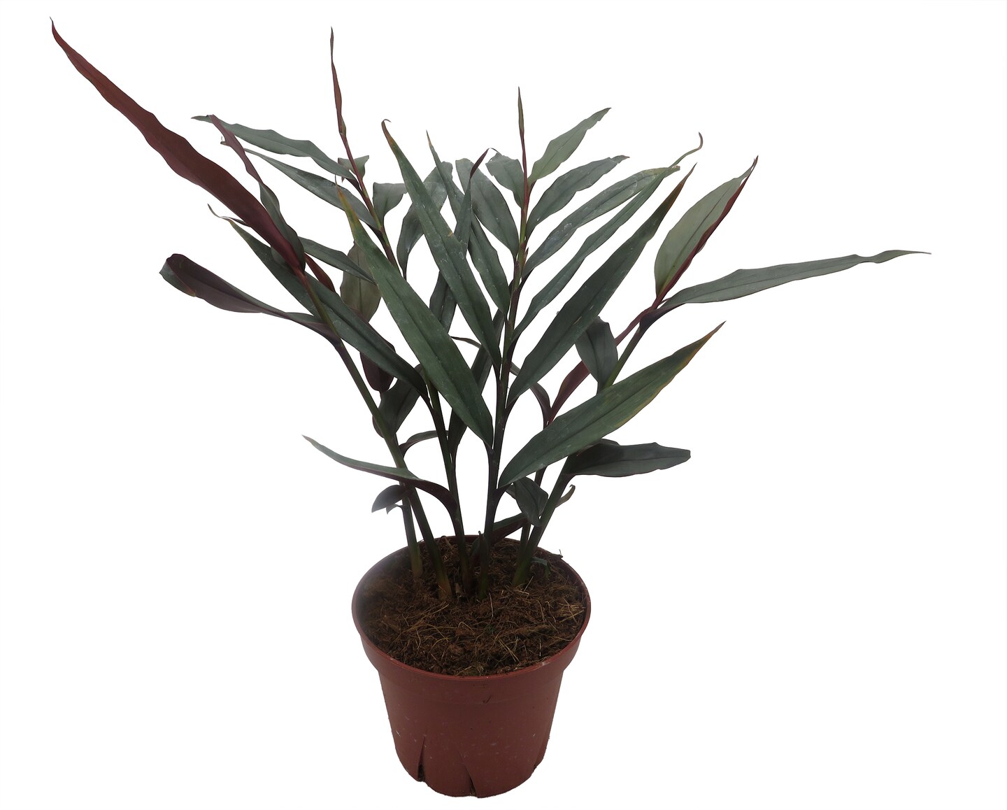 Red Bamboo Ginger Plant - Alpinia luteocarpa - Fragrant - 4" Pot