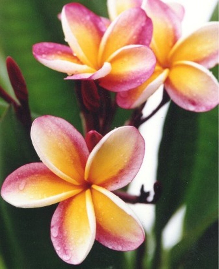 Nebels Gold Plumeria Plant - Frangipani - 12-16&#x22; Cutting