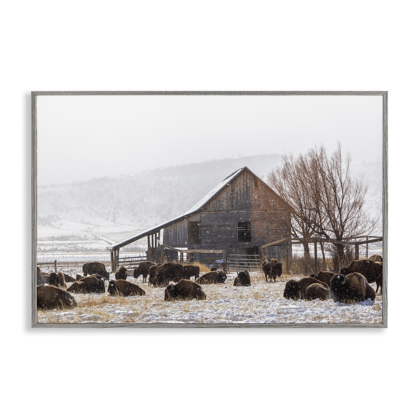 Stupell Industries Colorado Buffalo Snowy Farm Framed Giclee, design by Jeff Poe Photography