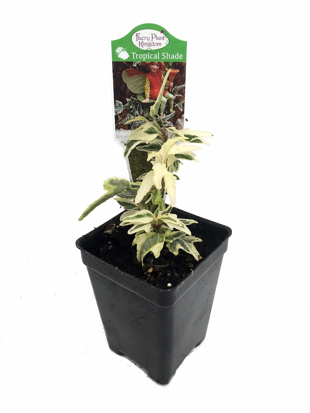 Mini Easter English Ivy - 2.5&#x22; Pot - Terrarium/Fairy Garden/House Plant