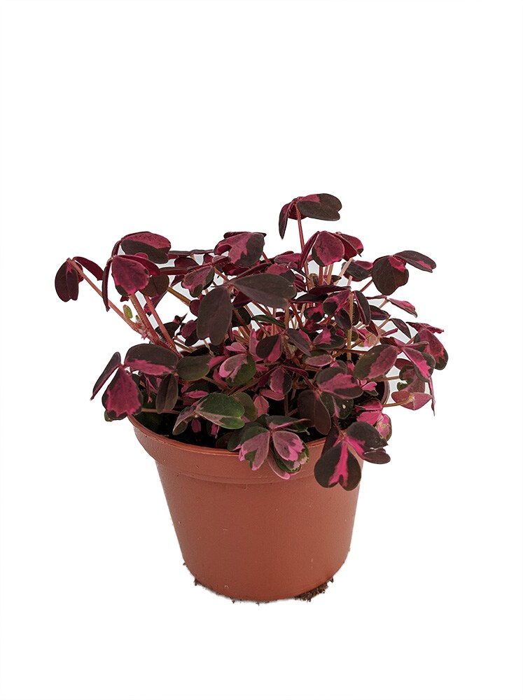 Plum Crazy Shamrock - Oxalis - 2.5" Pot - Fairy Garden Plant/House Plant/Edible