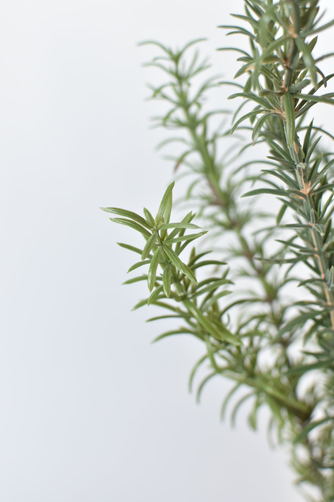 24&#x22; Faux Rosemary Bush