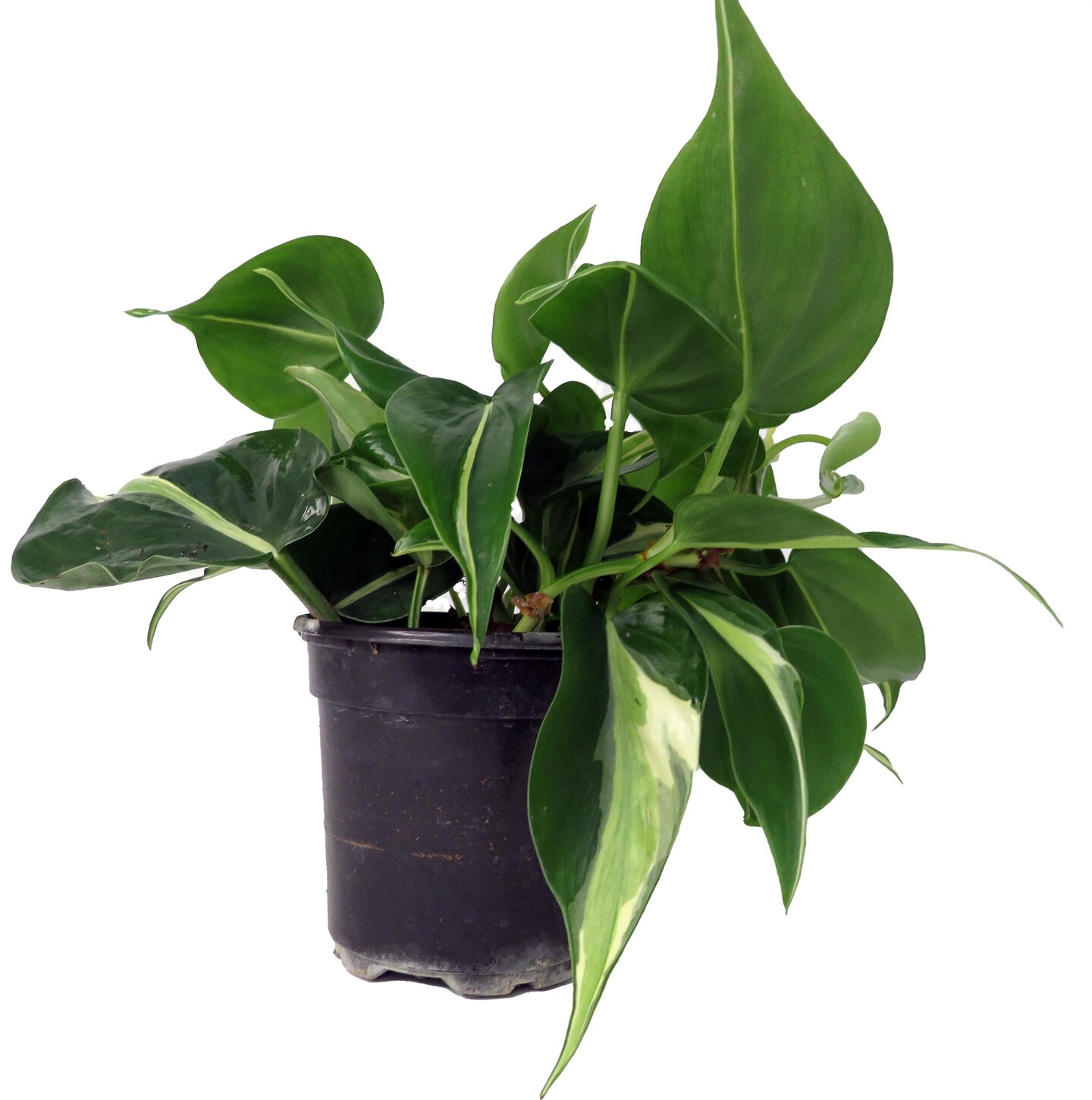 Rare Exotic Silver Stripe Philodendron 4&#x22; Pot - Low Light - Easy