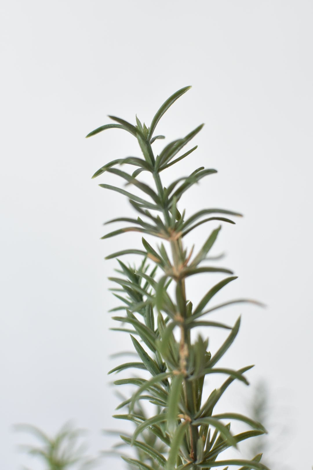 24&#x22; Faux Rosemary Bush